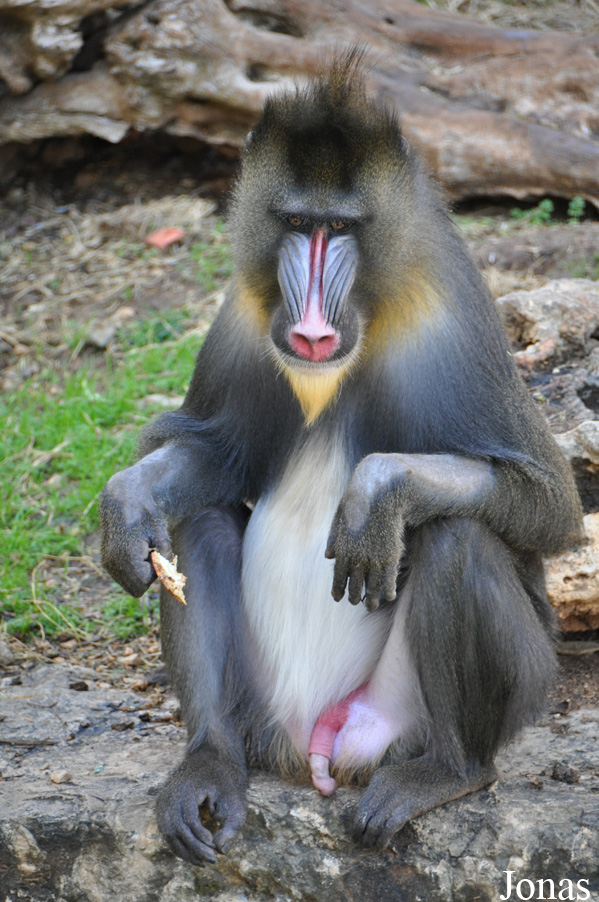 Mandrillus sphinx