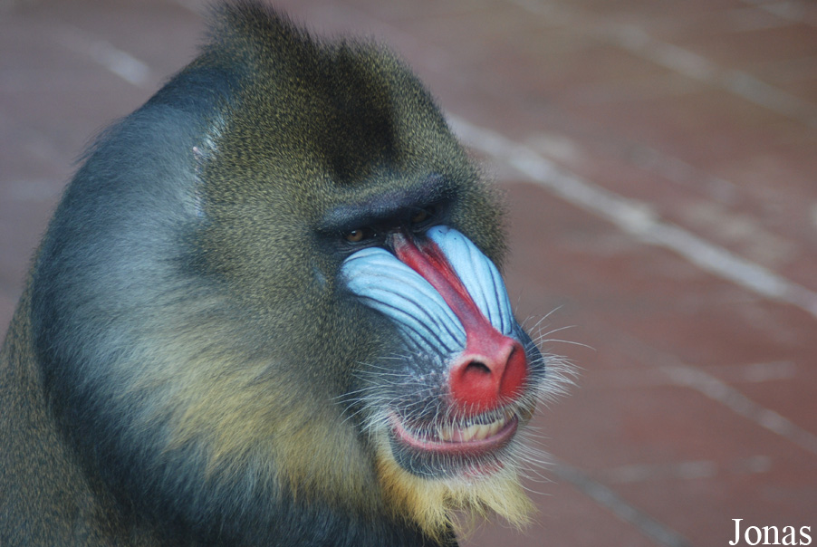 Mandrillus sphinx