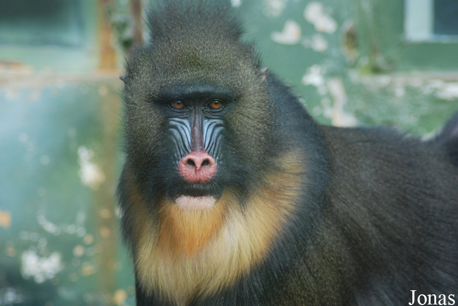 Mandrillus sphinx