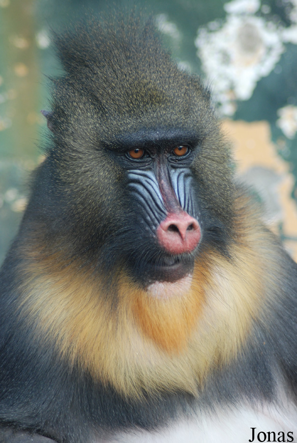 Mandrillus sphinx