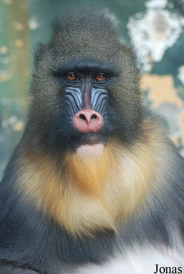 Mandrillus sphinx