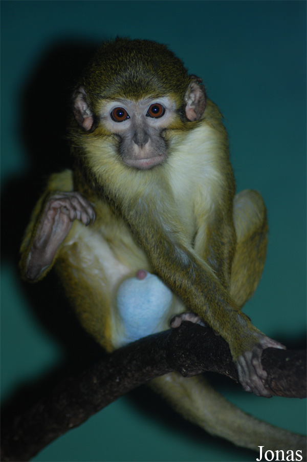 Miopithecus ogouensis