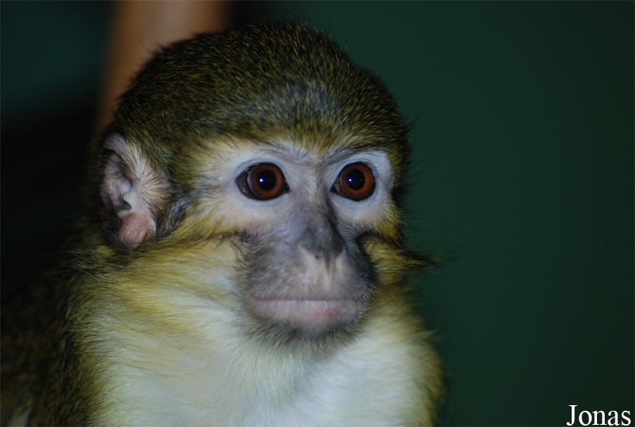Miopithecus ogouensis