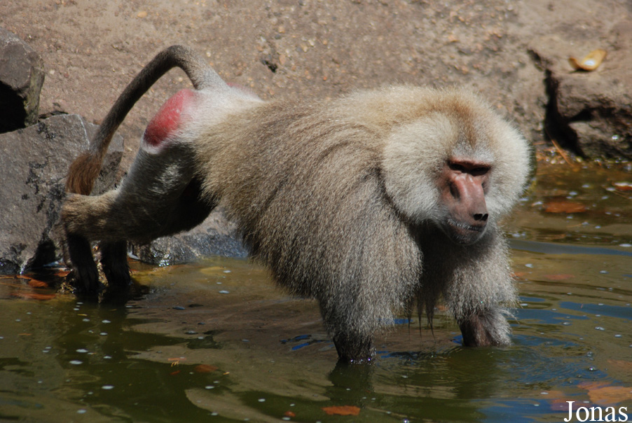 Papio hamadryas
