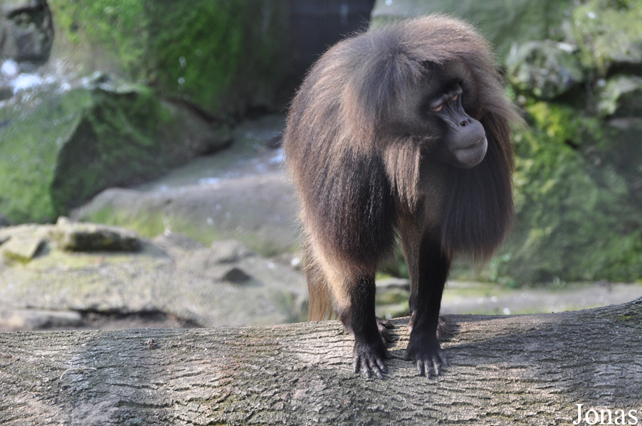 Theropithecus gelada