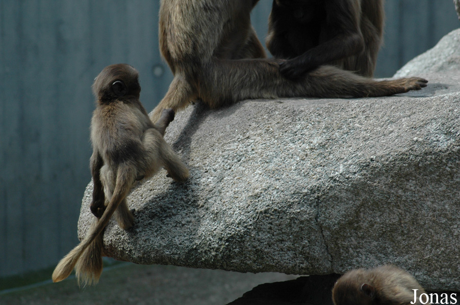 Theropithecus gelada