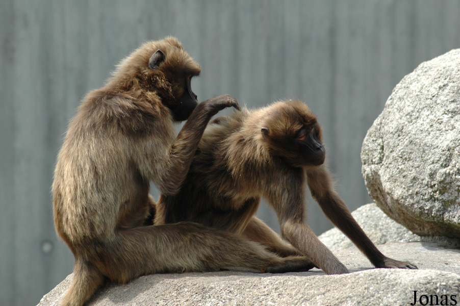 Theropithecus gelada