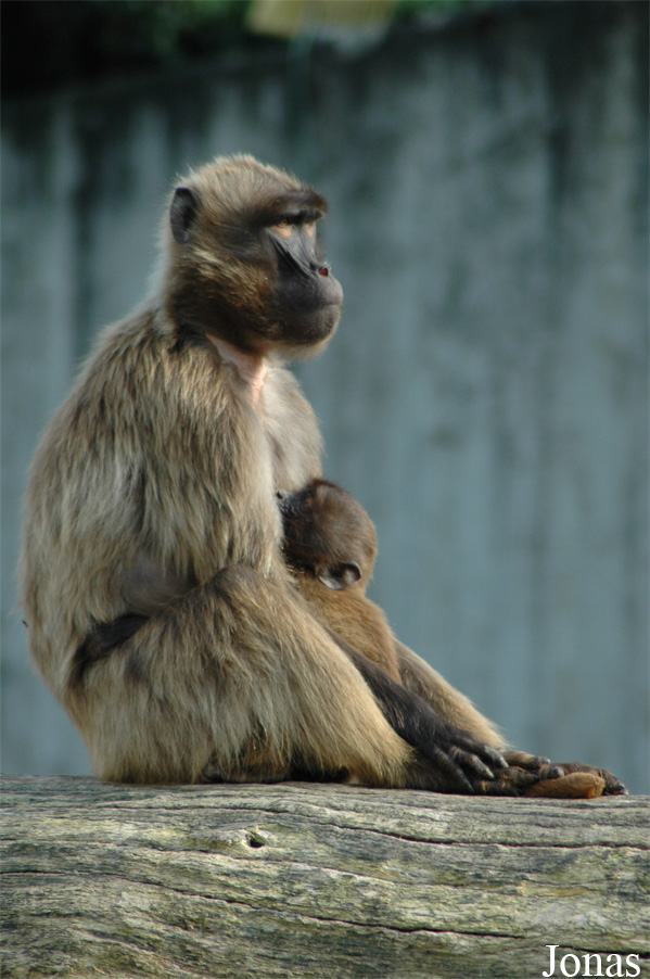 Theropithecus gelada