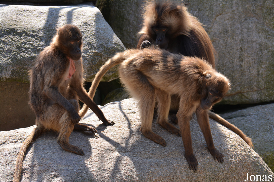 Theropithecus gelada