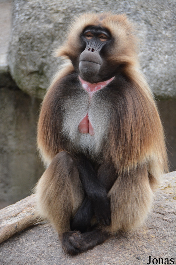 Theropithecus gelada