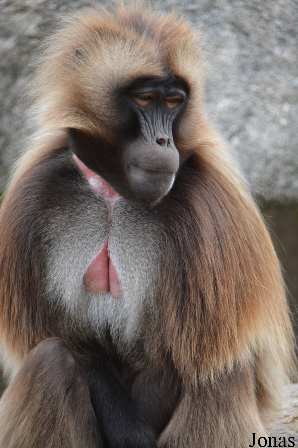 Theropithecus gelada