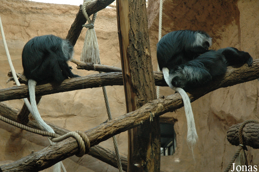 Colobus polykomos