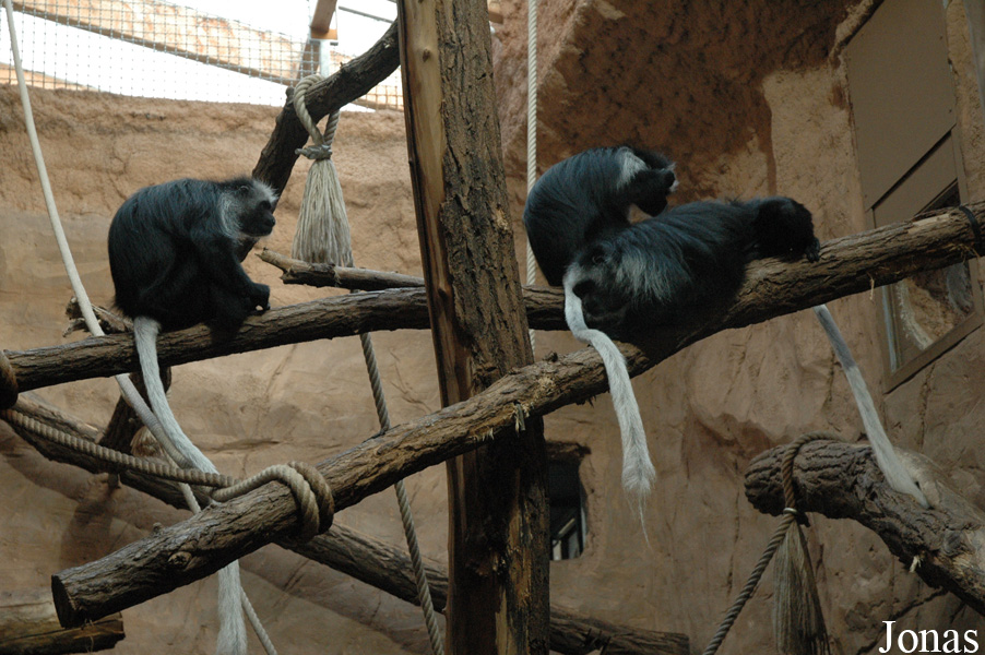 Colobus polykomos
