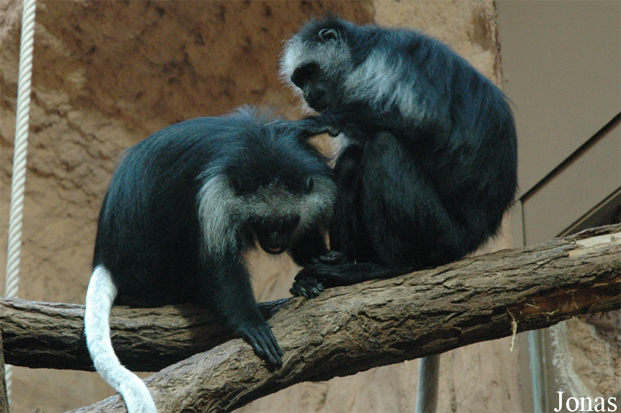 Colobus polykomos