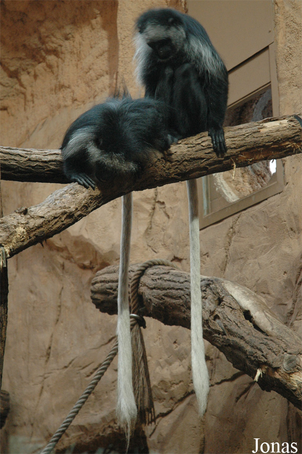 Colobus polykomos