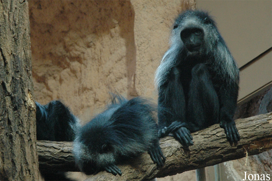 Colobus polykomos