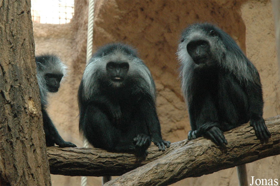 Colobus polykomos