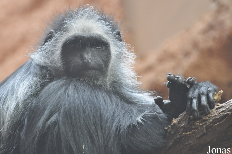 Colobus polykomos