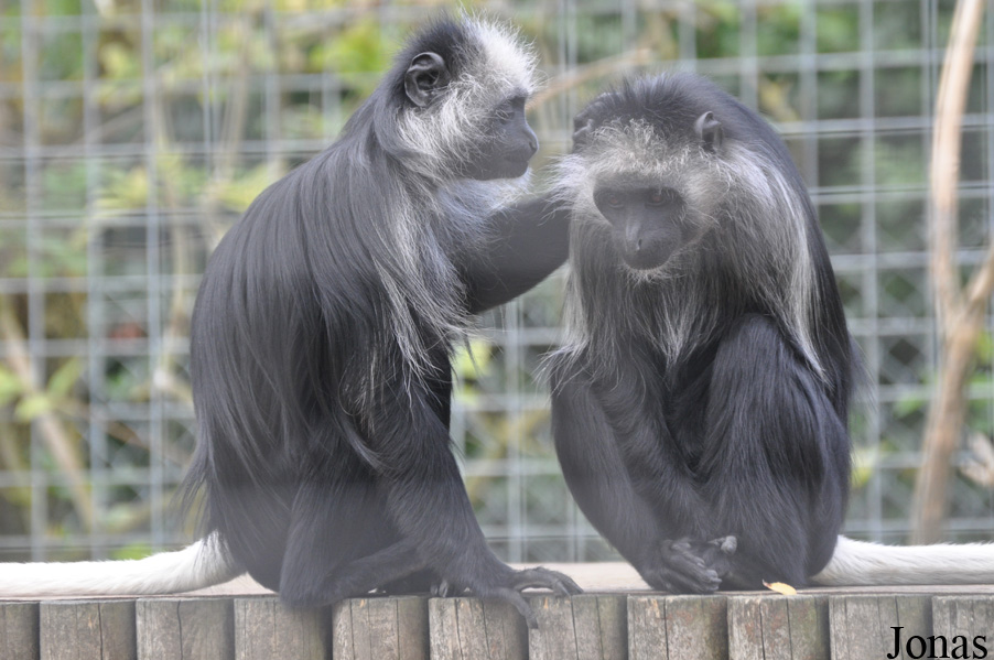 Colobus polykomos