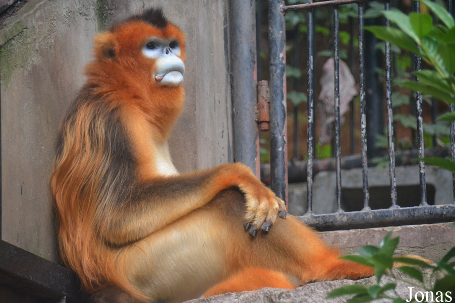 Rhinopithecus roxellana