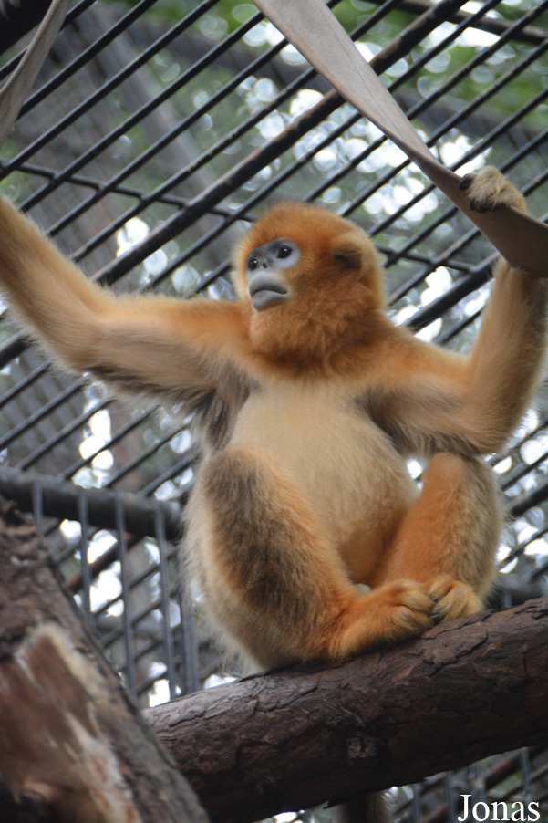 Rhinopithecus roxellana