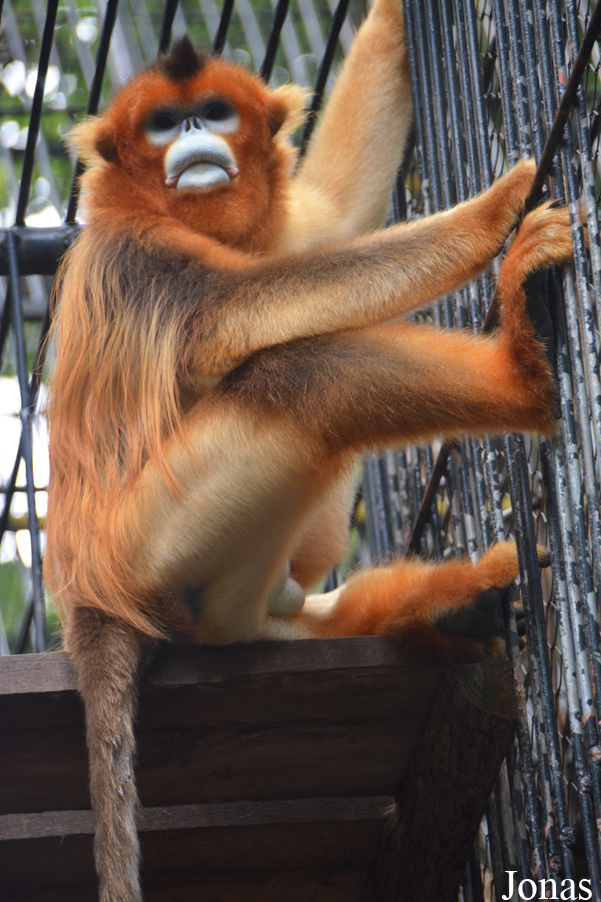 Rhinopithecus roxellana