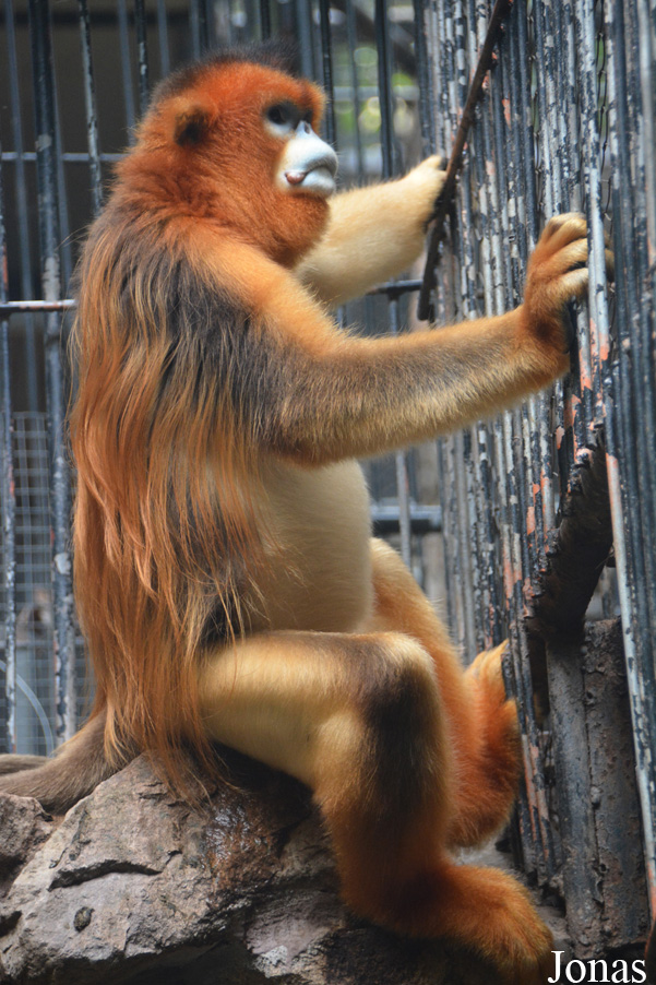 Rhinopithecus roxellana
