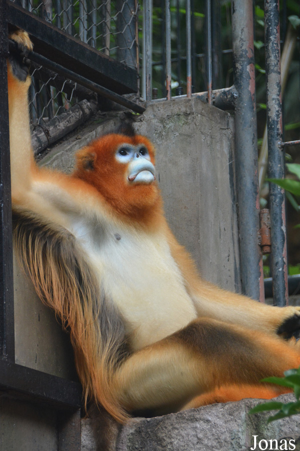 Rhinopithecus roxellana