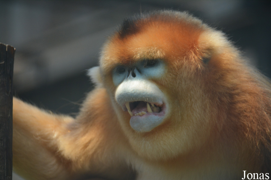 Rhinopithecus roxellana