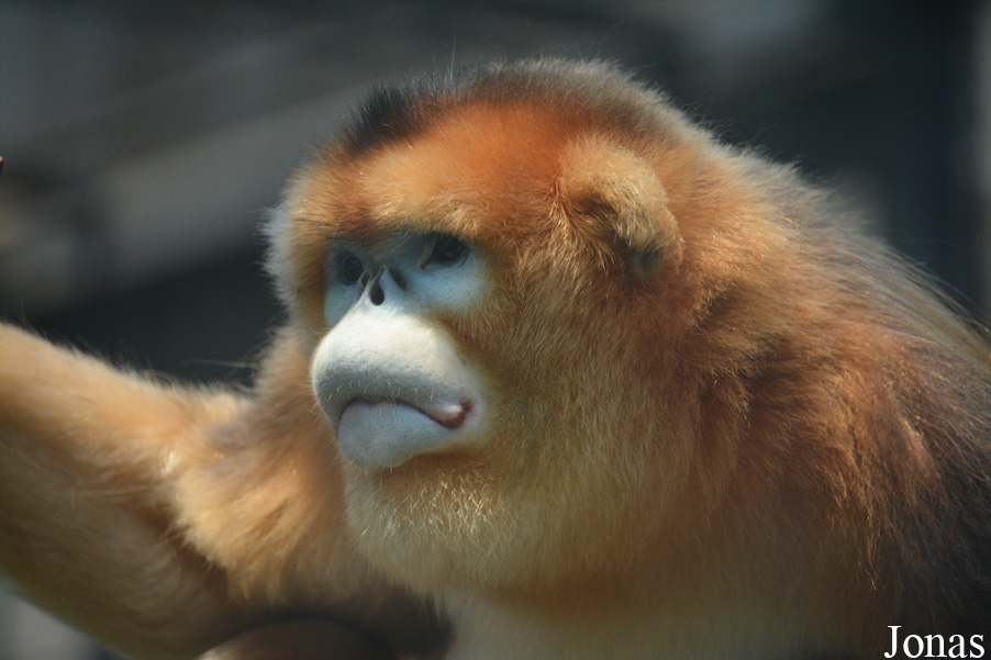Rhinopithecus roxellana