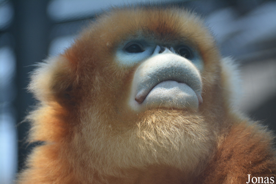 Rhinopithecus roxellana