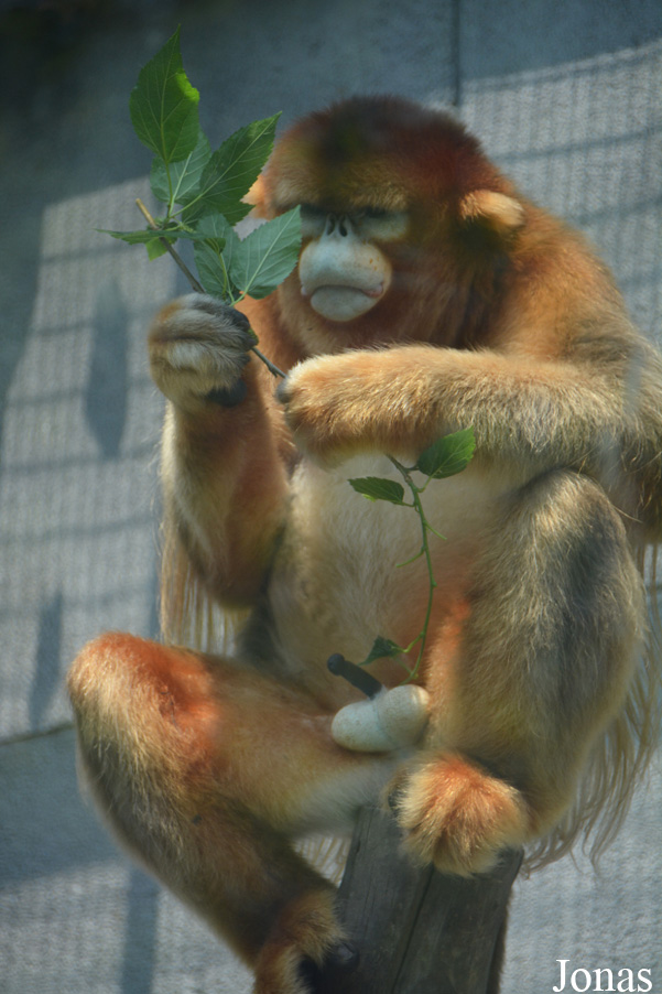 Rhinopithecus roxellana