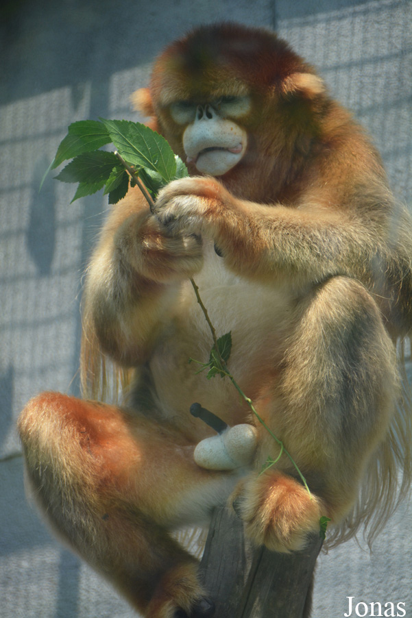Rhinopithecus roxellana