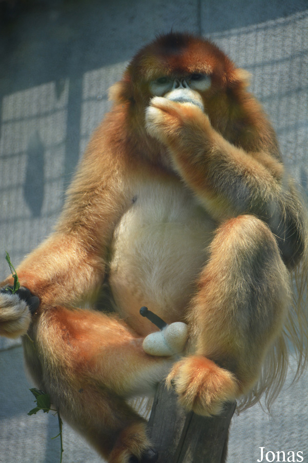 Rhinopithecus roxellana
