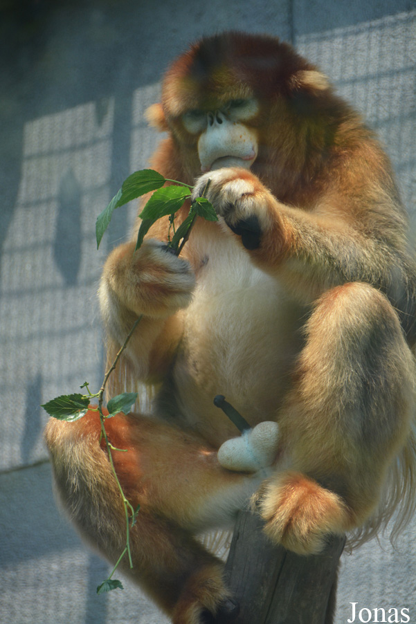 Rhinopithecus roxellana