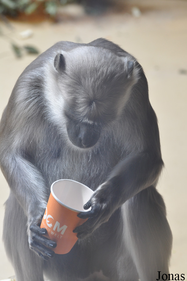 Semnopithecus entellus