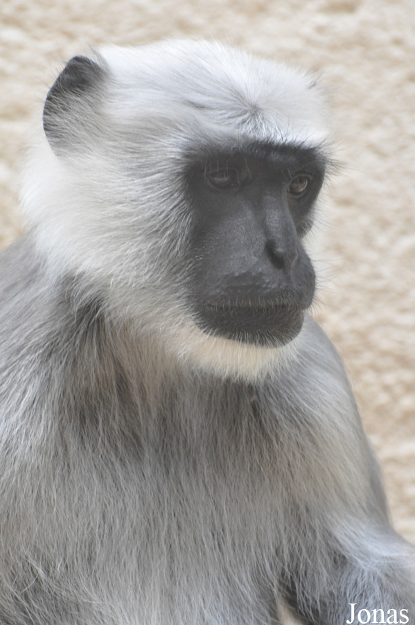 Semnopithecus entellus
