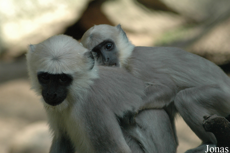 Semnopithecus entellus