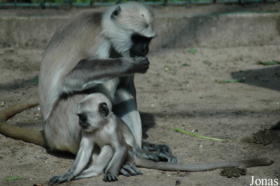 Semnopithecus entellus