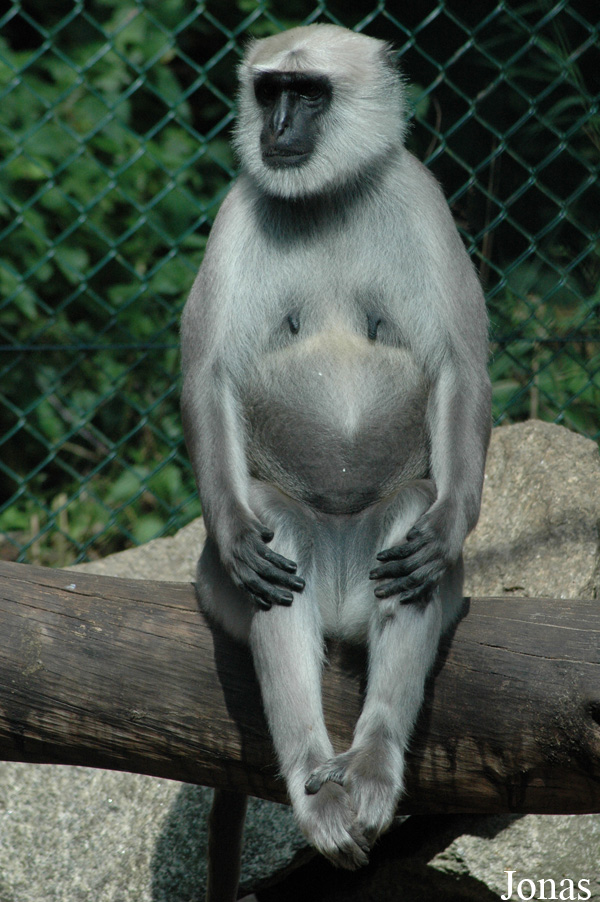 Semnopithecus entellus