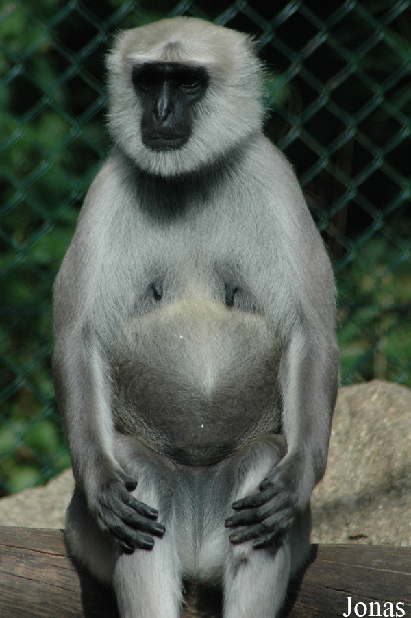 Semnopithecus entellus