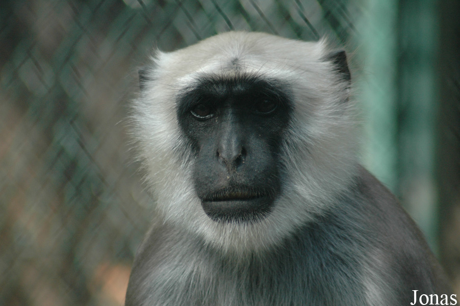 Semnopithecus entellus