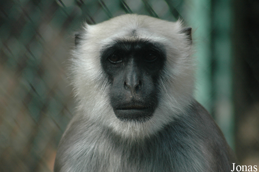 Semnopithecus entellus