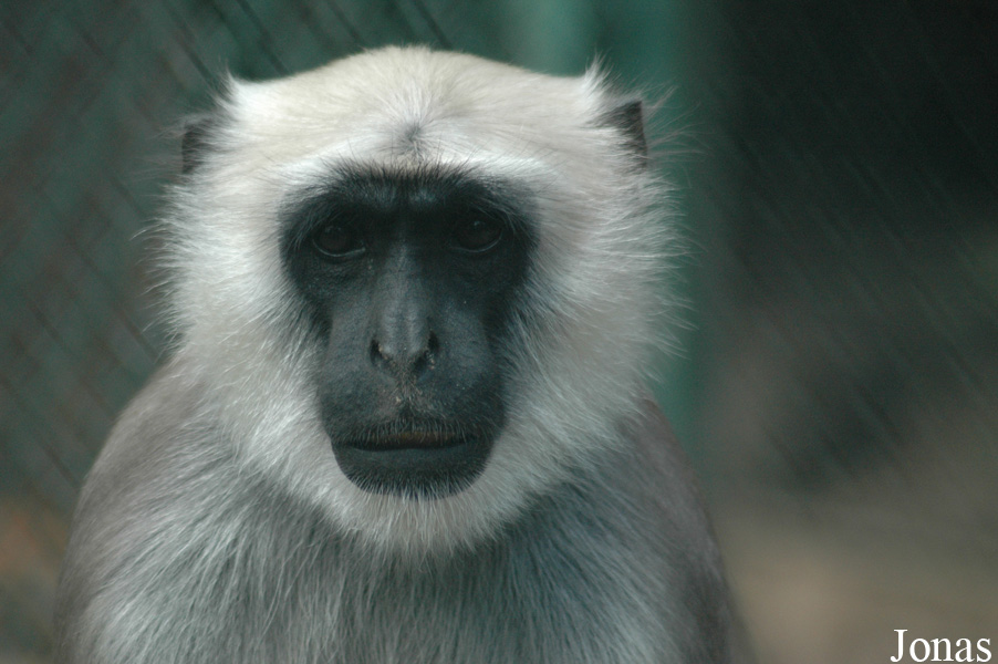 Semnopithecus entellus
