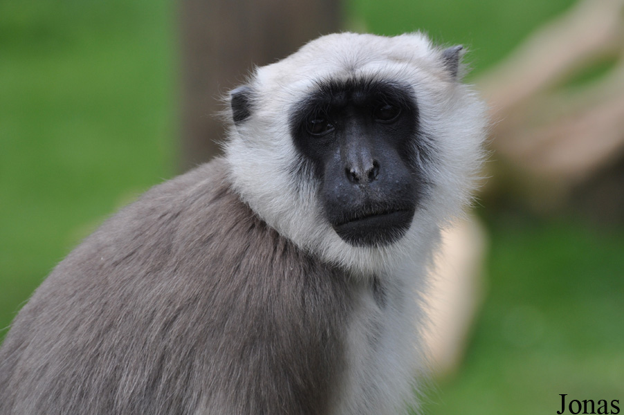 Semnopithecus entellus