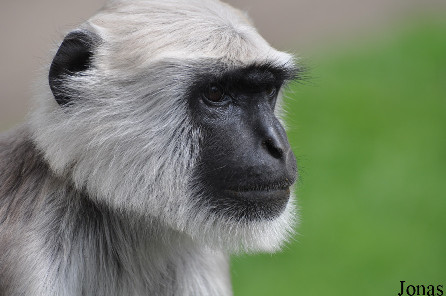 Semnopithecus entellus