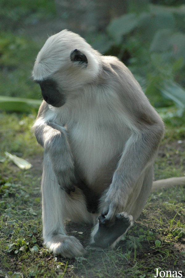 Semnopithecus entellus