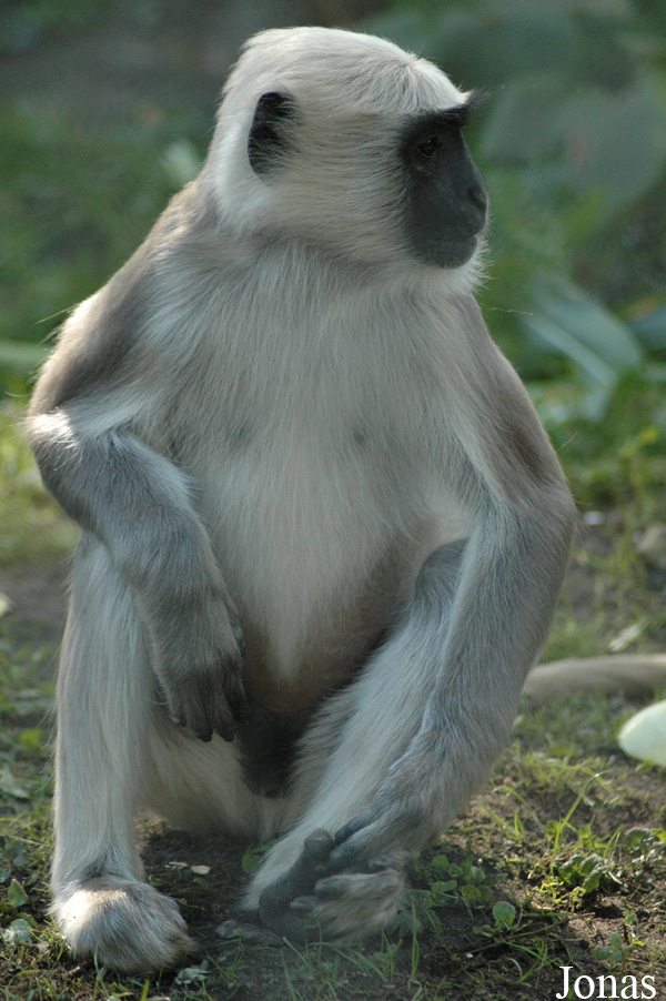 Semnopithecus entellus