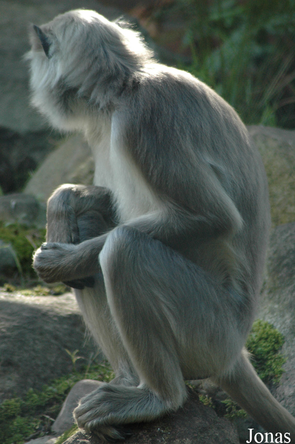 Semnopithecus entellus
