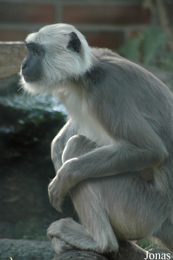 Semnopithecus entellus